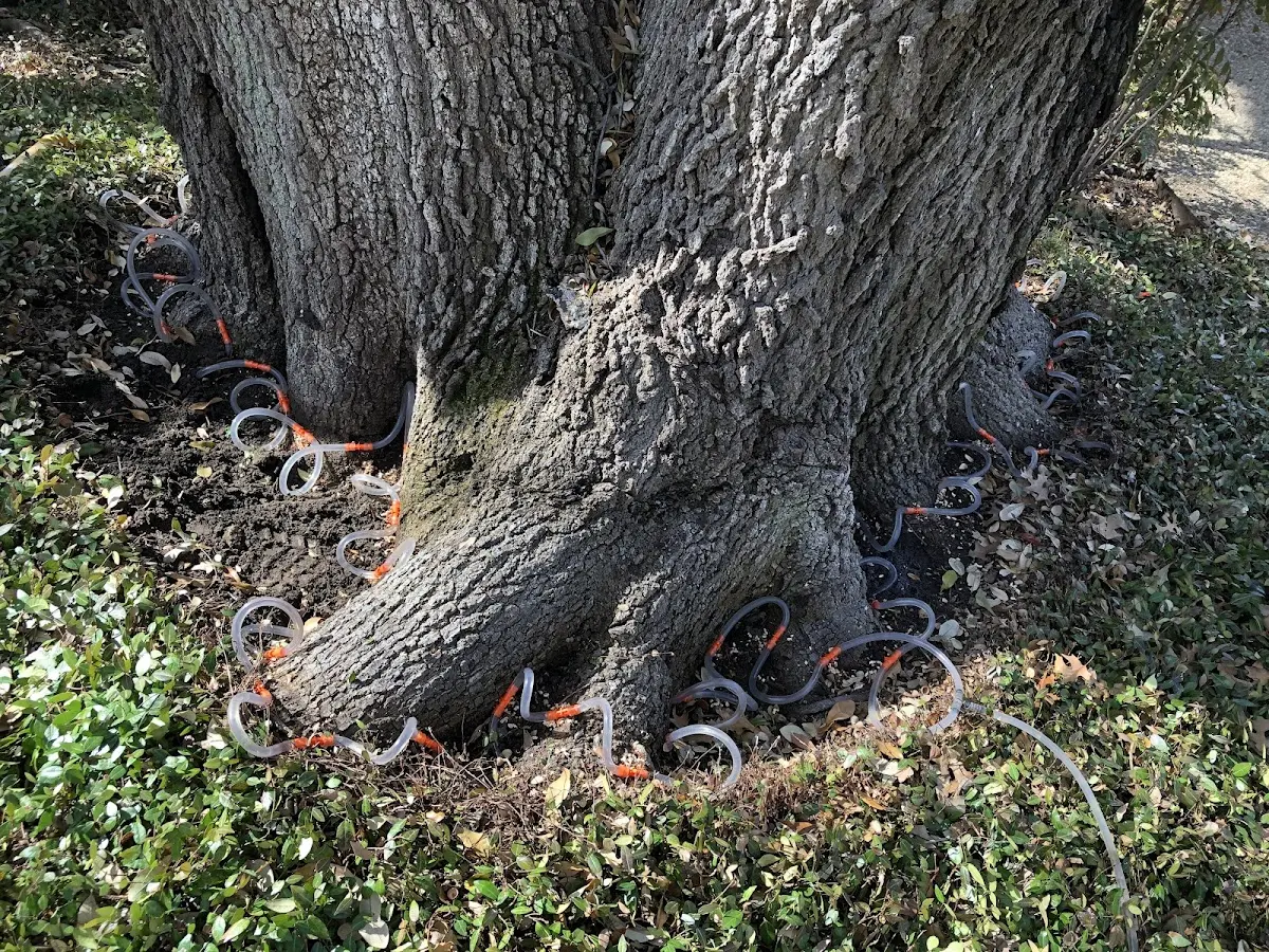Detailed Tree Cabling and Bracing job site in Clontarf