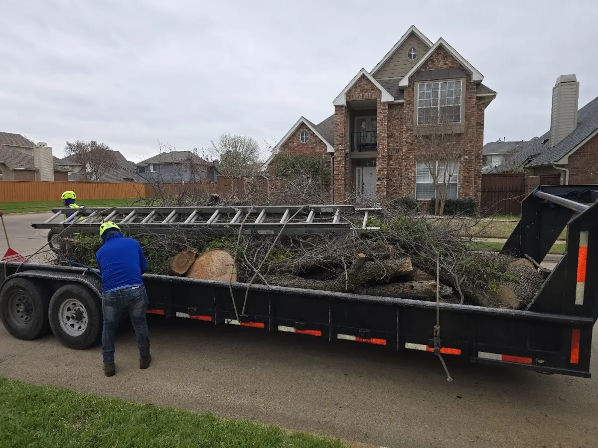 Expert Tree Pest Control with proper safety equipment in Clontarf